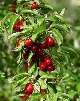 куст кизила