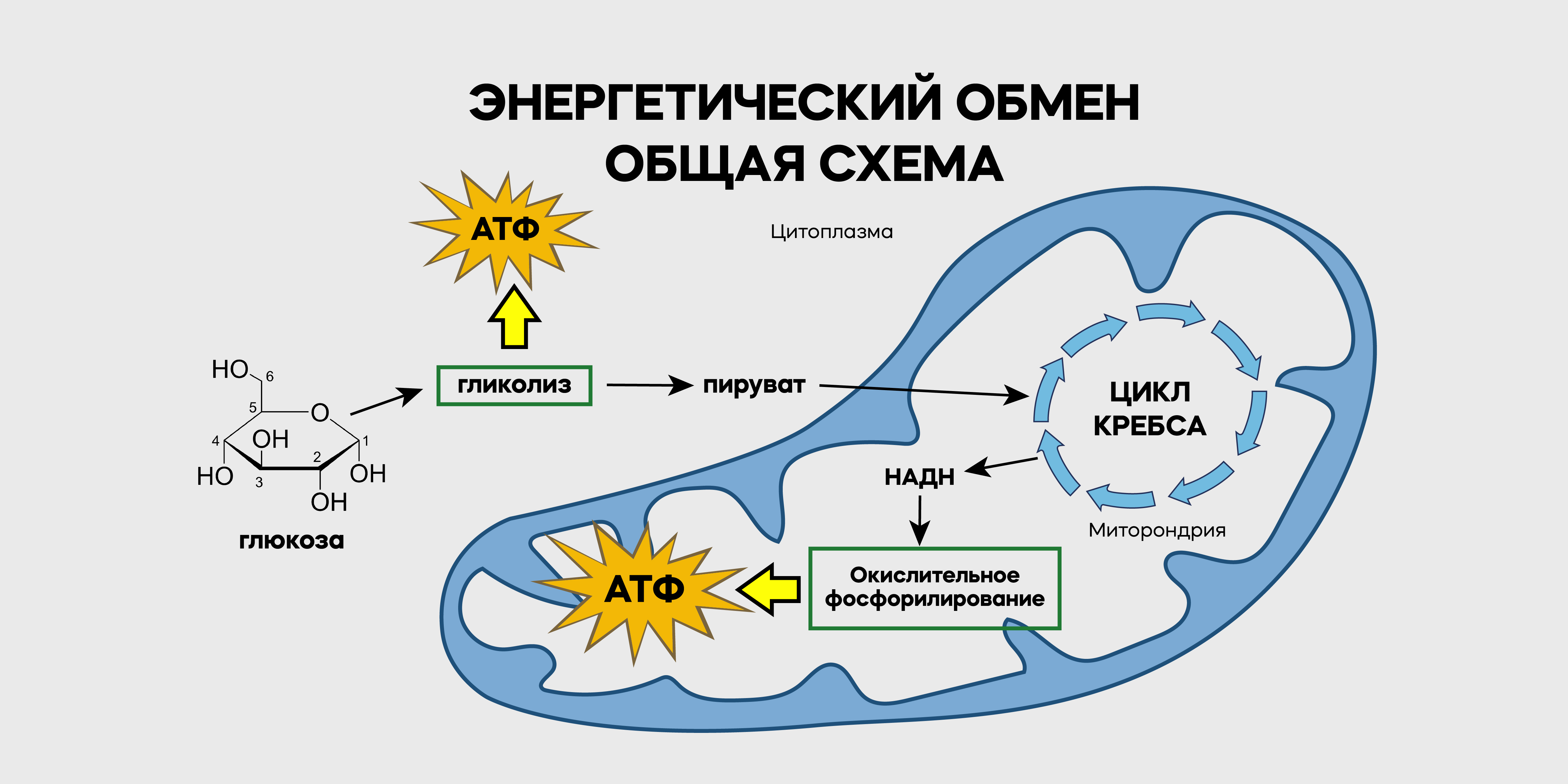 Клеточное старение, онкология, возраст-зависимые и хронические заболевания  – как проявление эпигенеза с образованием иных клеточных фенотипов (модификаций) на основе гликолиза и функциональной недостаточности митохондрий