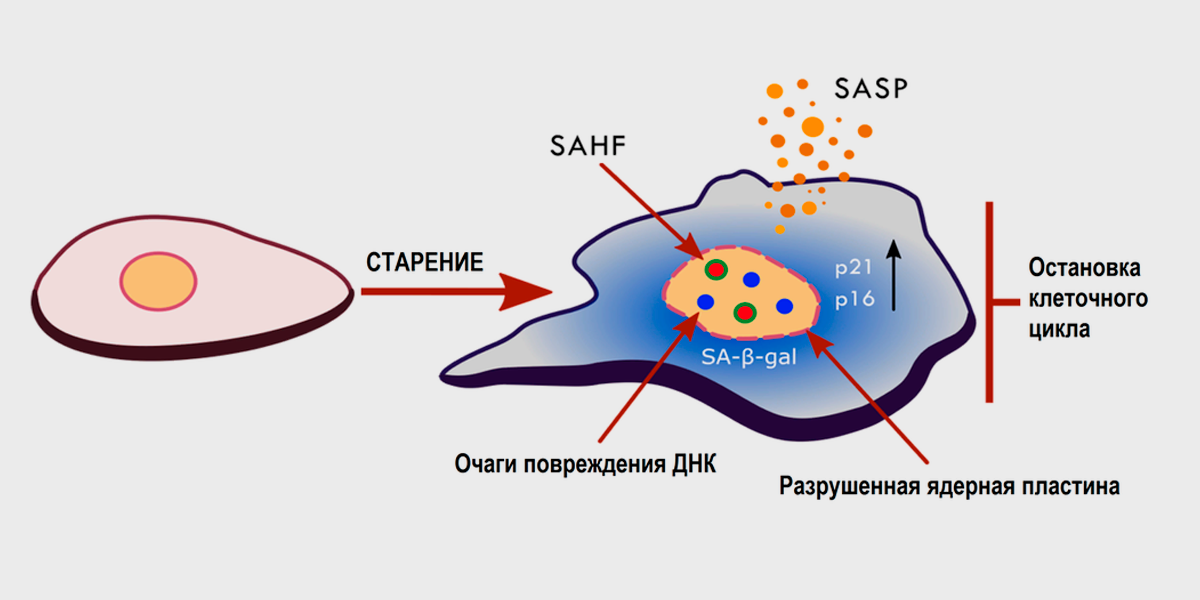Что такое ювентальные клетки, ювентальный реверс и можно ли перевести сенесцентные клетки в ювентальные?