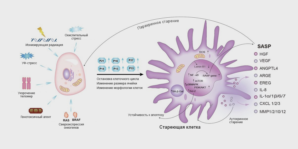 Возможно ли повернуть вспять клеточное старение (сенесцент) и старение организма (сенилит) методами реювентализации и реювенилизации?