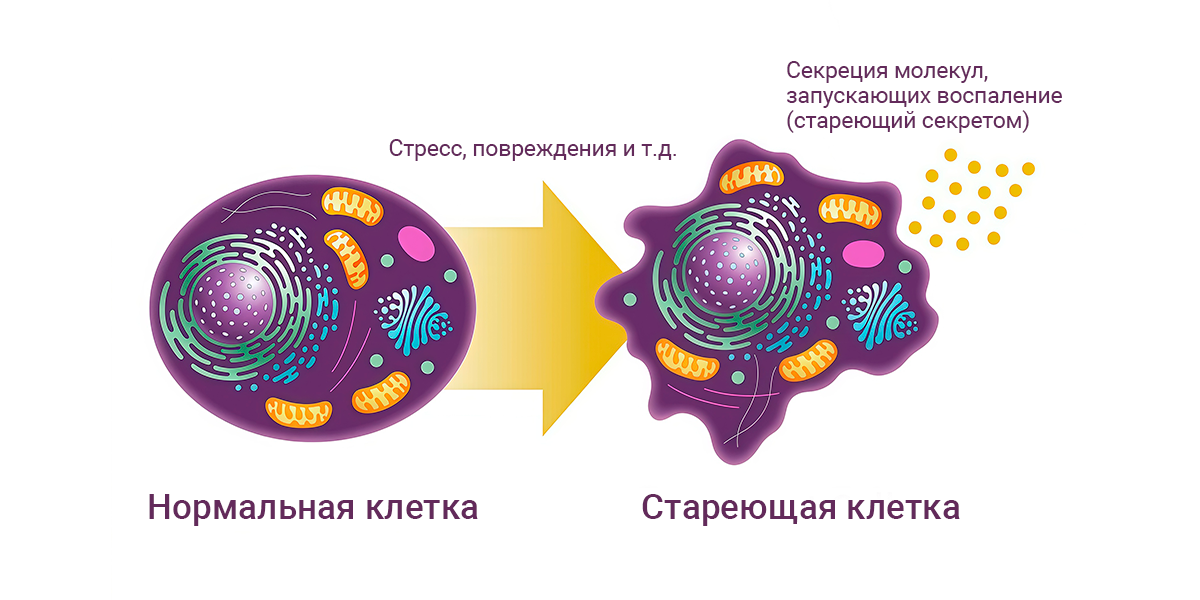 Секрет лимита Хейфлика (старения клеток) или почему клетки в ограниченных пространствах имеют лимиты к репликациям?