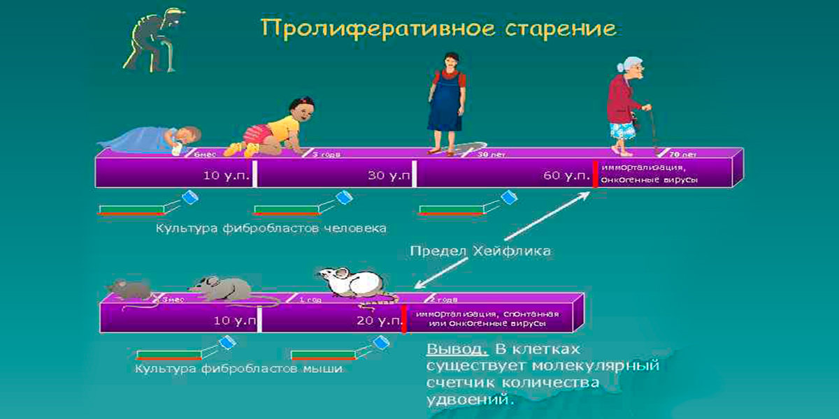 Митохондриальные модификации как вектор-причина нормального (ювентального) или онкологического, или сенесцентного пути развития клеток