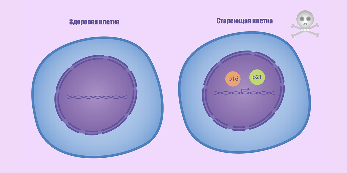Почему переход организма на гомойтопию* и Систему Закрытого Типа* выводит его из состояния ювенильности и ювентальности клеток в состояние сенилита и сенесцента?