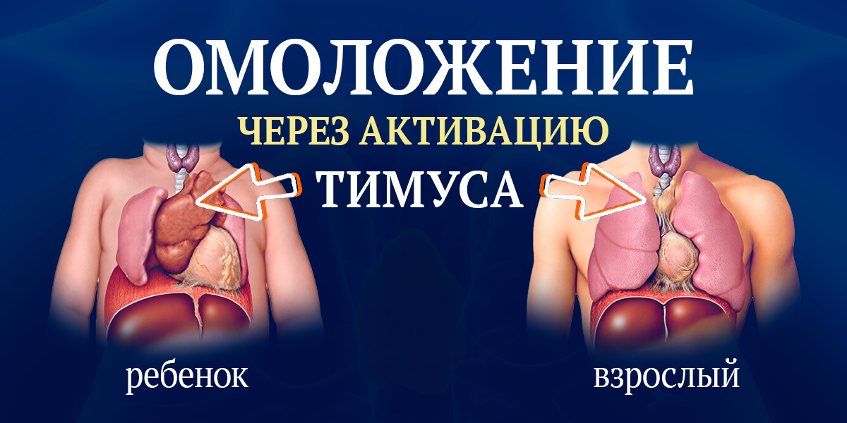 Омоложение через эпигенетические механизмы на клеточном уровне через эпифизарно-тимусную иммунную ось