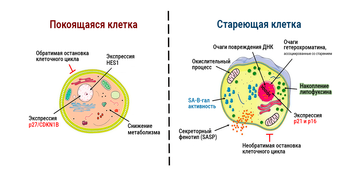 Законы Гарбузова, объясняющие природу и неминуемость сенесцента