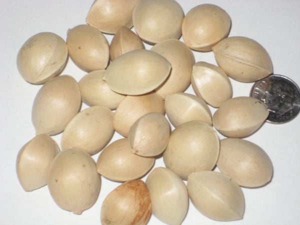Семена гинкго билоба купить в Москве, цена от 100 руб. в интернет-магазине,  отзывы, инструкция к применению | garbuzov.org